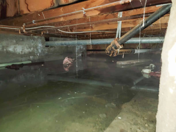 Best Commercial water damage restoration  in St David, AZ
